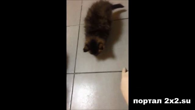 котята с вырезанными глазами смотреть онлайн