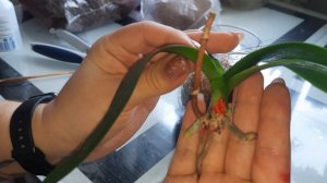 Спасение орхидеи и наращивание корней