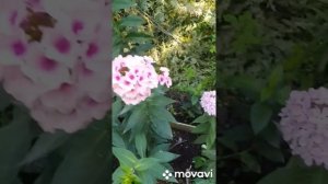 Серия видео "Моя коллекция флоксы" :Бутоник, Ветерок, Мозайка, Гжель, Кай