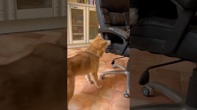 Когда очень хочется, но все никак 😬 #shibainu #сибаину