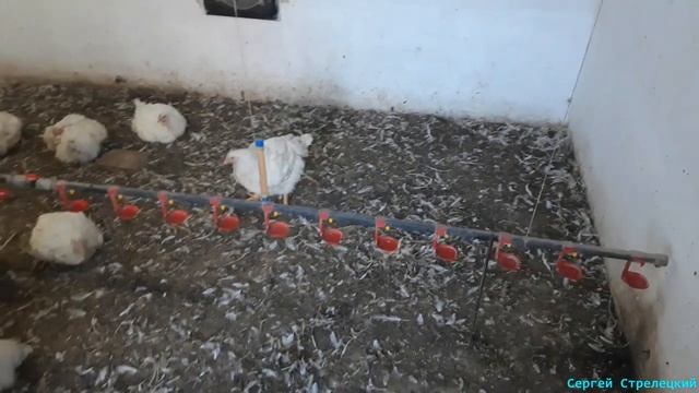 Нюансы перед забоем бройлера! смотреть онлайн