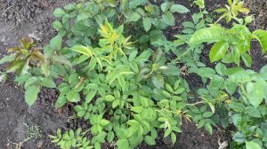 Как отличить шиповник от розы