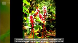 САМЫЕ НЕОБЫЧНЫЕ РАСТЕНИЕ МИРА