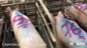 Осеменение рем-свинок!препарат для синхронизации охоты рем-свинок!300 подписчиков!