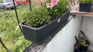 Дикий хмель на балконе