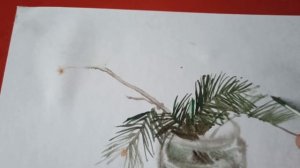 "Рисуем ветку сосны"