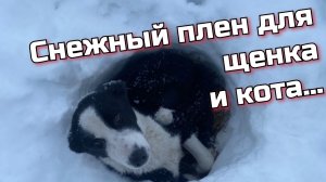 СПАСЕНИЕ ЩЕНКА и КОТА из холодных сугробов... Команда верновцев - помощь животным