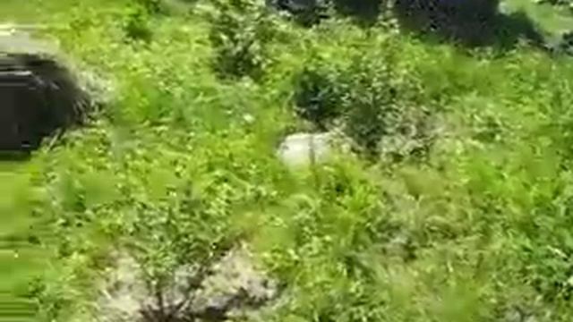 Обзор моей дачи.Сирень. смотреть онлайн