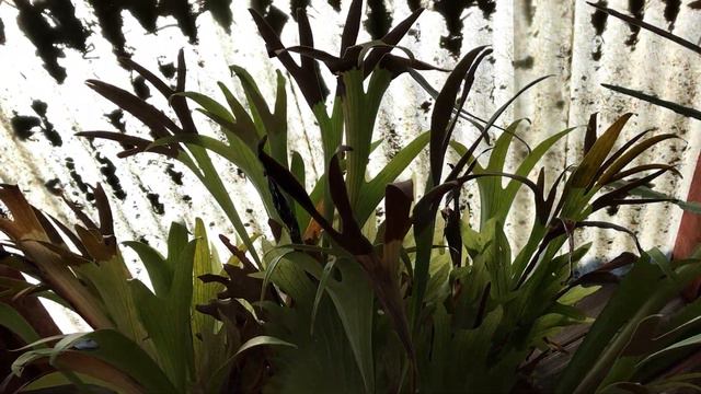 Come Shopping with Me: Browsing for Succulents смотреть онлайн