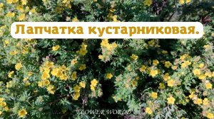 Лапчатка кустарниковая.?