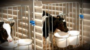 Разведение быков на мясо выбор породы и требования к содержанию