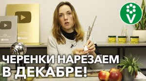 ПРИГОДИТСЯ КАЖДОМУ САДОВОДУ! Как заготовить и сохранить ЧЕРЕНКИ для весенней прививки?
