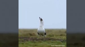 Кролик на ужин