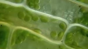 Chloroplasts in cell moving under the microscope. [Движение хлоропластов в клетке под микроскопом]