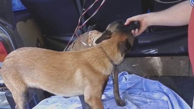 ЗЛЫЕ ЩЕНКИ МАЛИНУА. PUPPIES piranha .Belgian Shepherd . смотреть онлайн