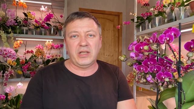 новая ОРХИДЕЯ распаковка и обзор + ПРОФИЛАКТИЧЕСКАЯ обработка орхидей после покупки