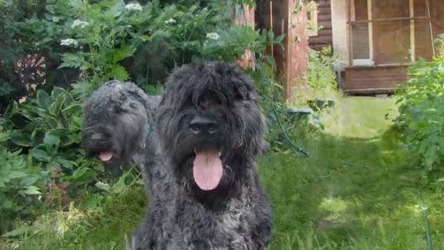 Kennel Family Flight bouviers children смотреть онлайн