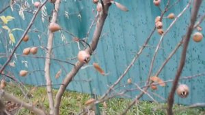 МУШМУЛА германская ПЕРВЫЙ УРОЖАЙ ! medlar first harvest.!!!