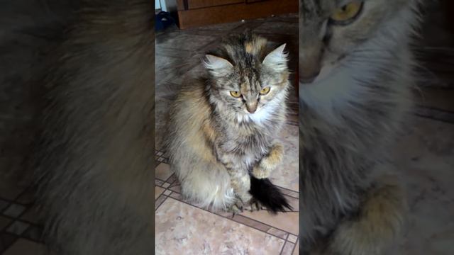 Кошка приняла стойку. смотреть онлайн