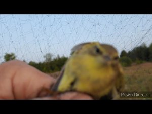 Ловля певчих птиц 14.08.2021 год