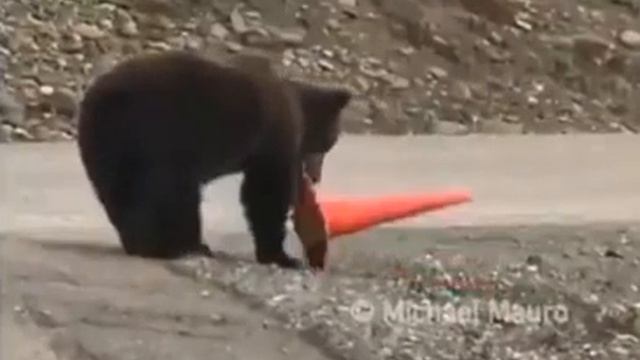 Медведь поставил конус. смотреть онлайн