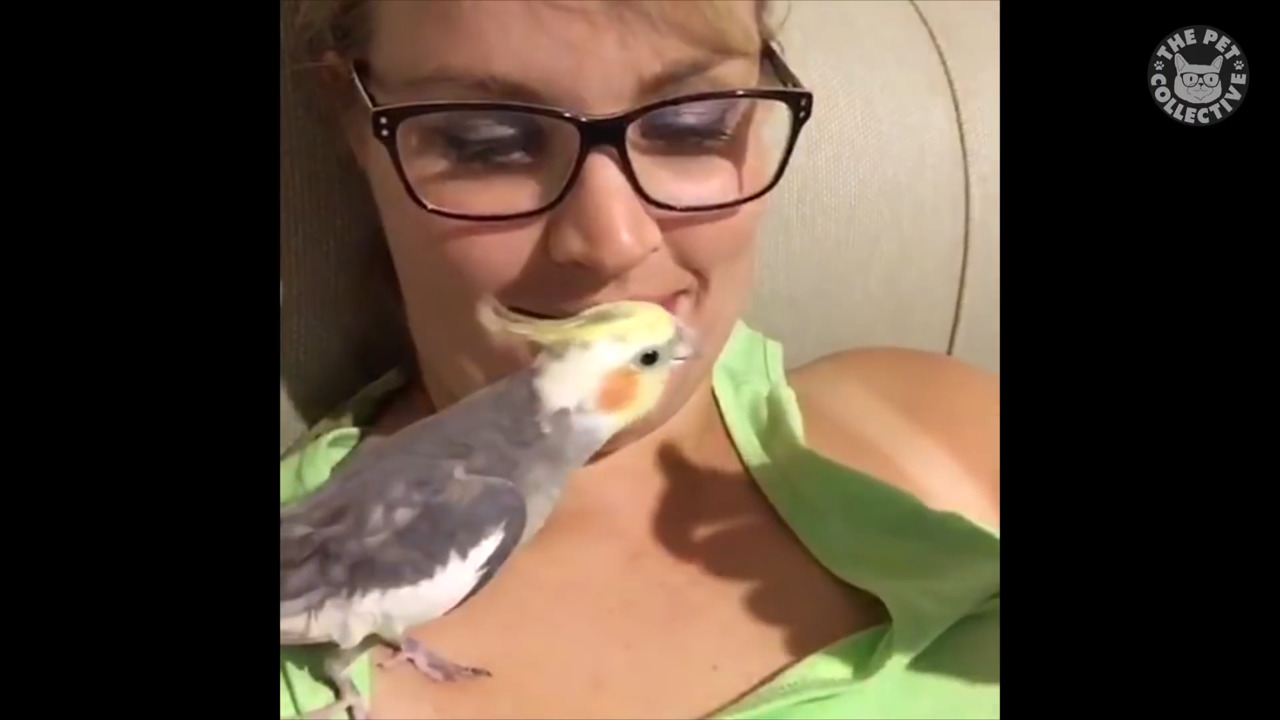 Видео подборка с птичками смотреть онлайн