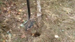 Ложнозибольдов клен посадка осенью / Посадил на пару с дубом