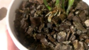 Во что посадить каттлею?