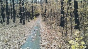 Есенин Сергей. В этом мире я только прохожий (читает Александр Злищев)