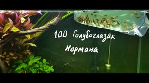 100 Голубоглазок Нормана