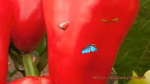 Перец сладкий Илона ? сладкий перец Илона обзор: как сажать, семена перца Илона