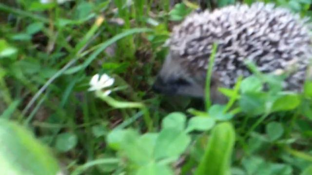 Накормили ежа! смотреть онлайн