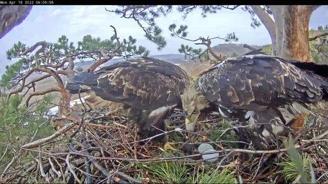 17-18.04.2022. Алтынай снесла второе яйцо. Алтын в первый раз увидел его. Солнечные орлы, Татарстан.