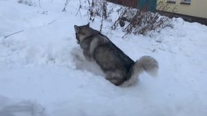 Маламут роет тоннель cute Alaskan Malamute