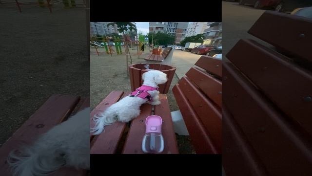 Mira