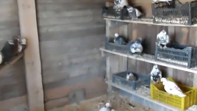 Трясоголовые ,высоколетные голуби, Владимира. Б .