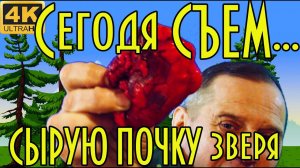 Как мы едим сырые почки зверя ( лося, изюбря, косули ). Слабонервным не смотреть!
