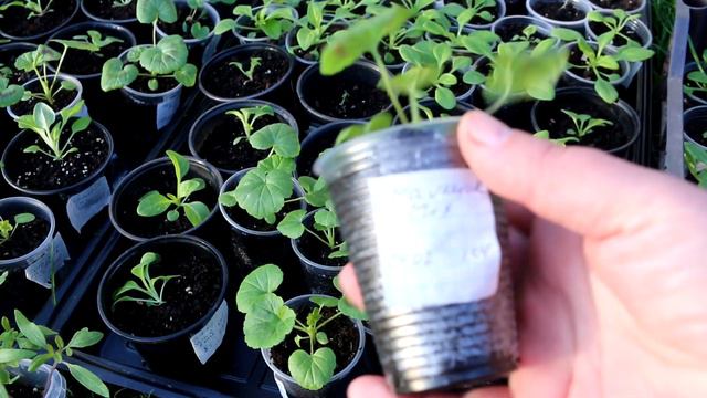 How to Grow Pelargoniums from Seed and from Guttings | Planting, Growing & Care Geraniums in a pot смотреть онлайн
