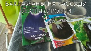 Баклажаны сеем на рассаду без пикировки. Как выростить  здоровую рассаду.