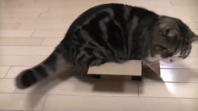 Кошки любят коробки. Подборка 2014 смотреть онлайн