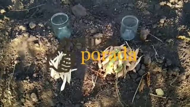 какая фасоль более урожайная, выгодная (лучшие сорта)