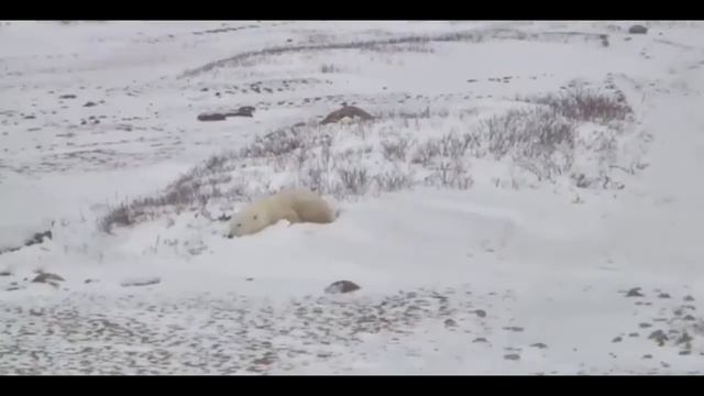 ПОЛЯРНЫЙ МЕДВЕДь - САМЫЙ КРУПНЫЙ НАЗЕМНЫЙ хИщНИК