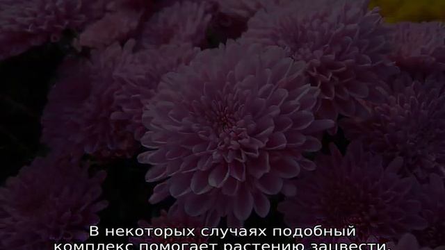 Чем подкормить хризантемы смотреть онлайн