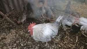 Барковская борвистая порода без минусов одни плюсы