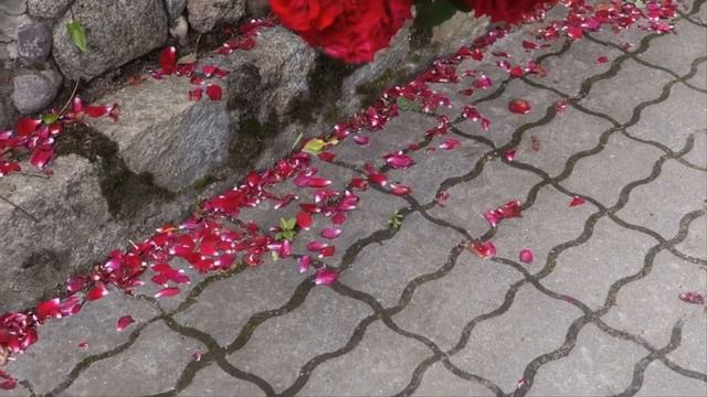 Розы. Реквием Моцарта. Музыкальное видео. Гурьевск 03 июля 2017г. смотреть онлайн