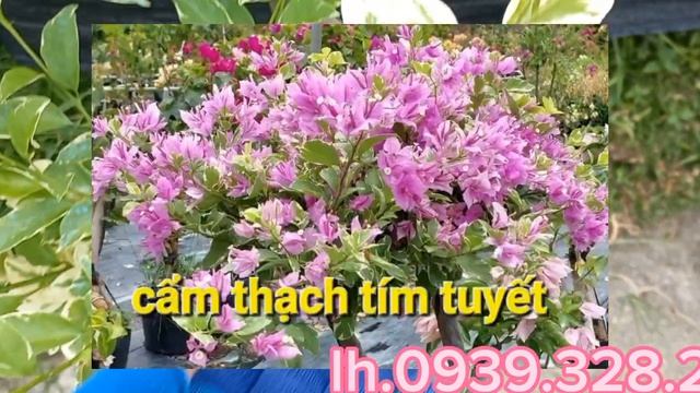 30.04.tím lụa, milo batik,pink patch, cẩm thạch 5 đến 7m và giống mới ....glccac.lh 0939.328.261 смотреть онлайн