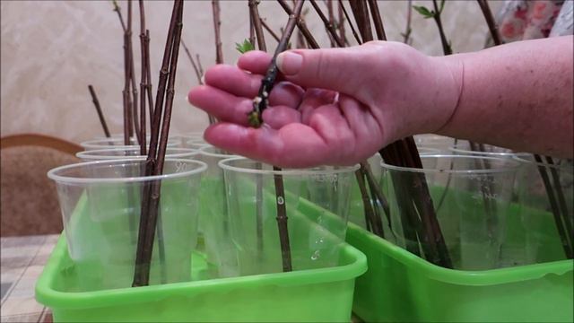 НА СРЕЗАННЫХ ПОБЕГАХ ГОРТЕНЗИЙ ПОЯВИЛИСЬ ТОЧЕЧКИ И КОРЕШКИ. ЧТО ДЕЛАТЬ ДАЛЬШЕ? смотреть онлайн