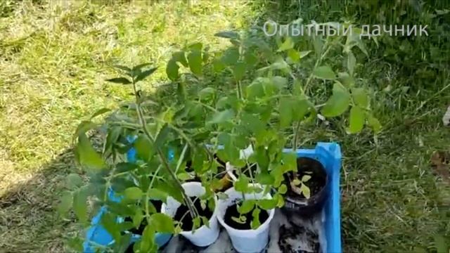 ВЫ АХНЕТЕ! Рассада После Такой Подпитки Будет Как На Продажу! Крепкая и Низенькая, Очень Урожайная! смотреть онлайн