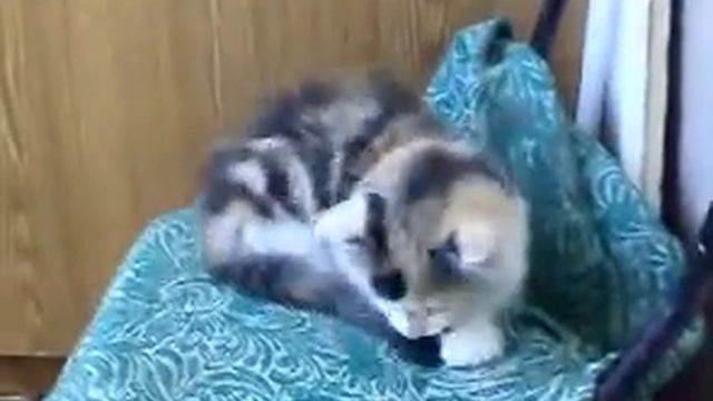 Котята. Отдам в хорошие руки!