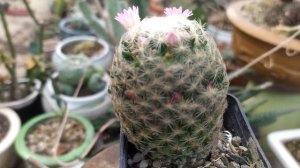 Mammillaria Schiedeana Reviews